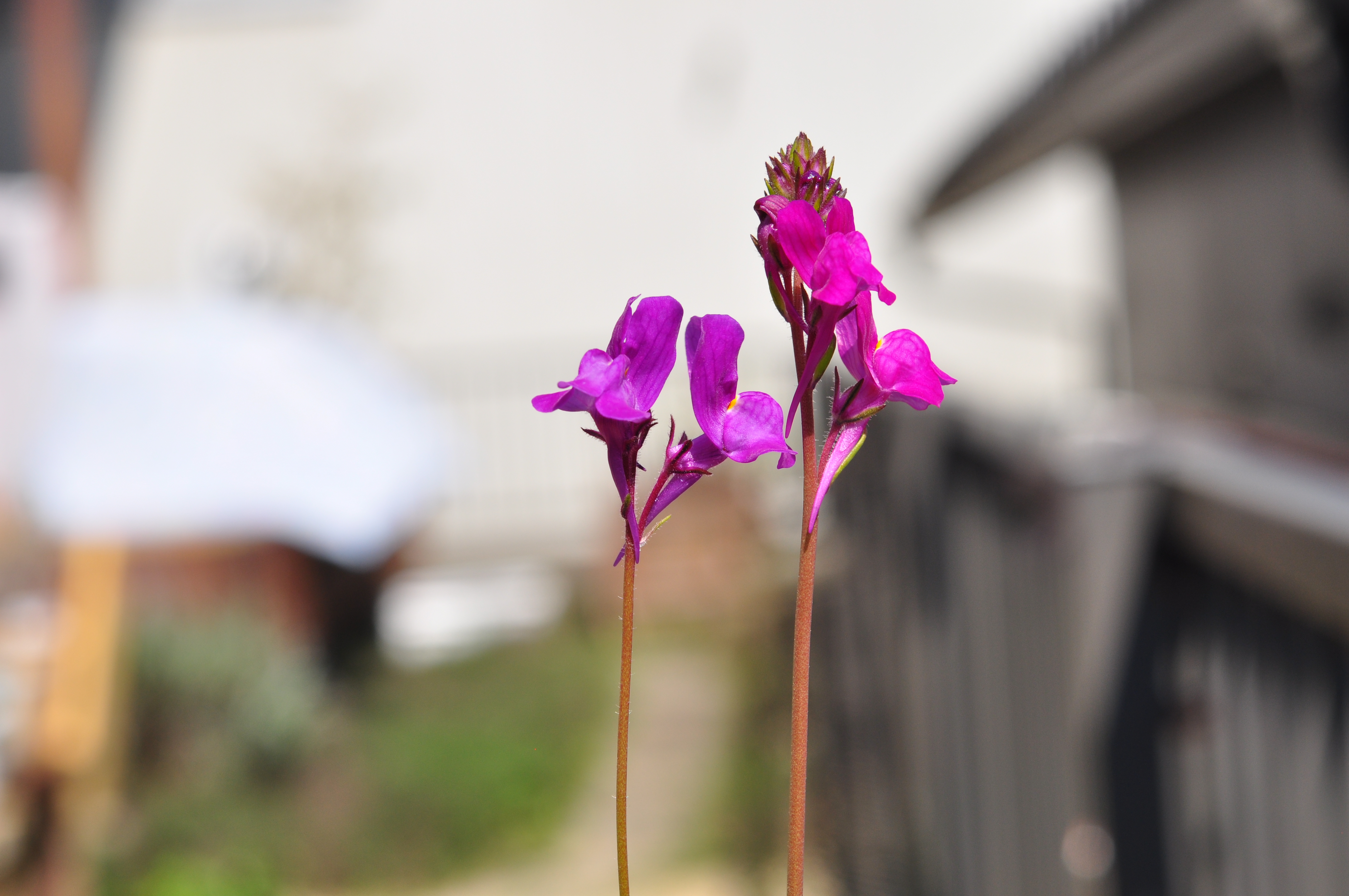 Linaria bipartita23.jpg